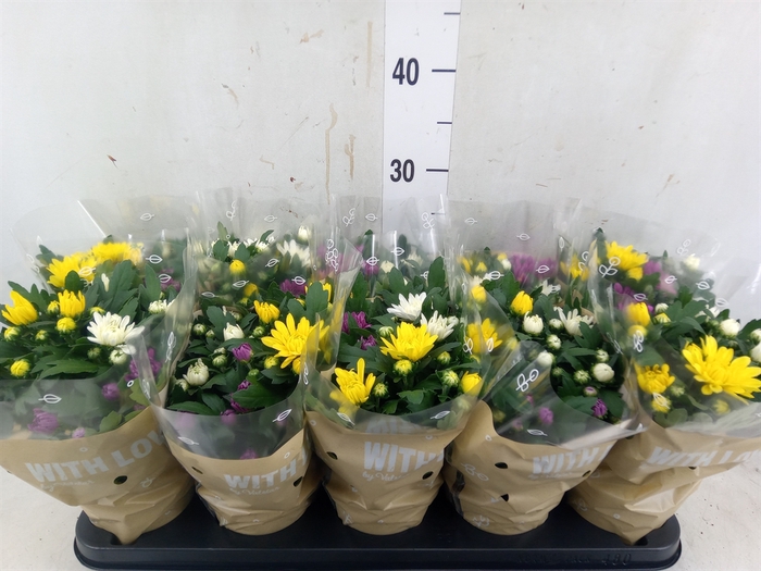 <h4>Chrysanthemum  'Da Vinci'  ...mix p</h4>