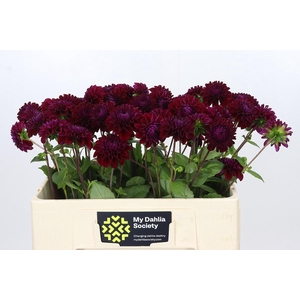 Dahlia Black Fox