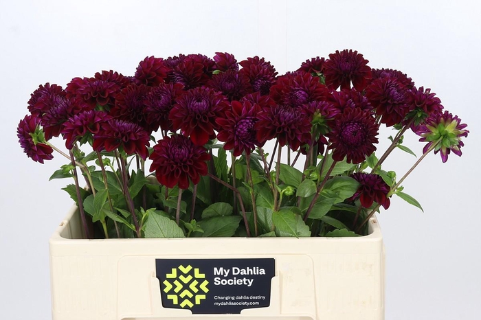 <h4>Dahlia Black Fox</h4>