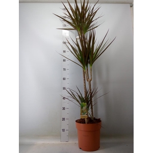 Dracaena marg. 'Magenta'