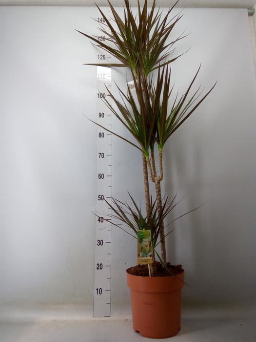 <h4>Dracaena marg. 'Magenta'</h4>