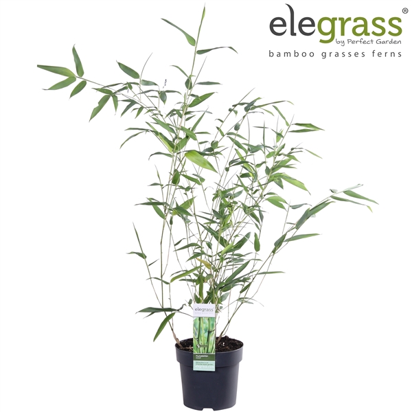 <h4>Phyllostachys bissetii P14</h4>