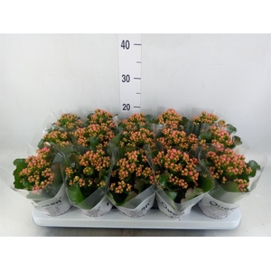 Kalanchoe  'RoseFlow Audrey'