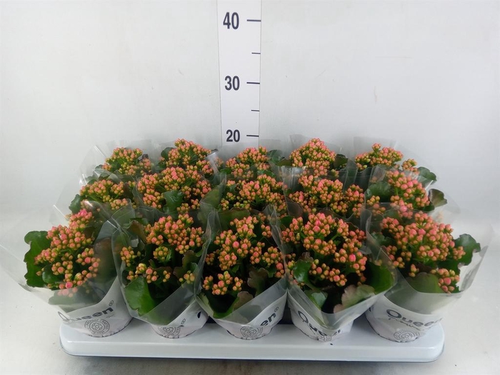 <h4>Kalanchoe  'RoseFlow Audrey'</h4>