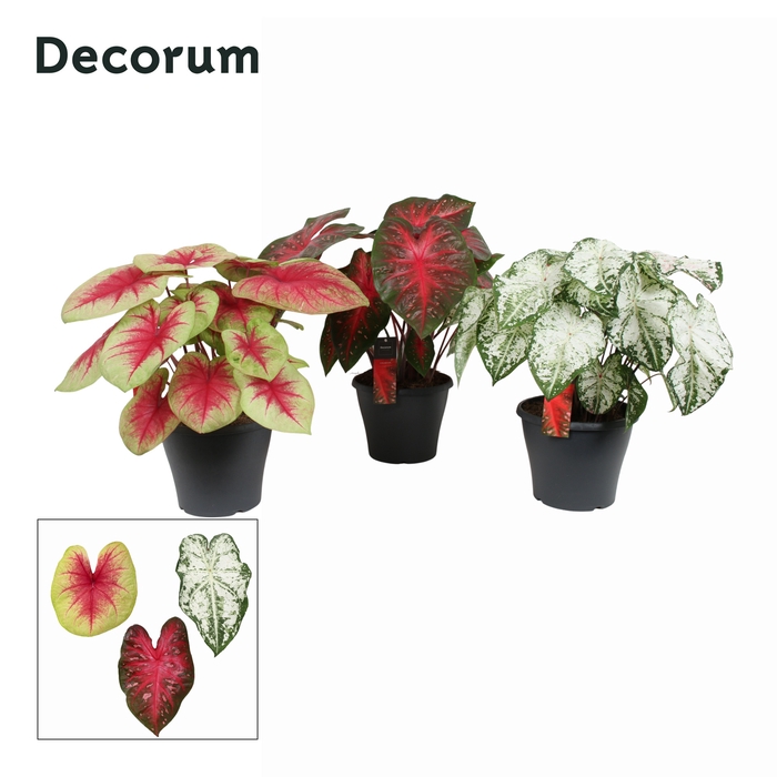 <h4>Caladium gemengd (Decorum)</h4>
