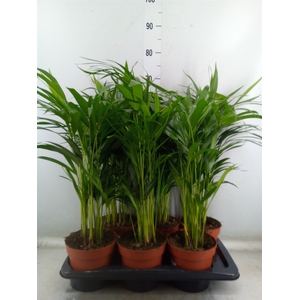 Dypsis lutescens   ...Chrysalidoca