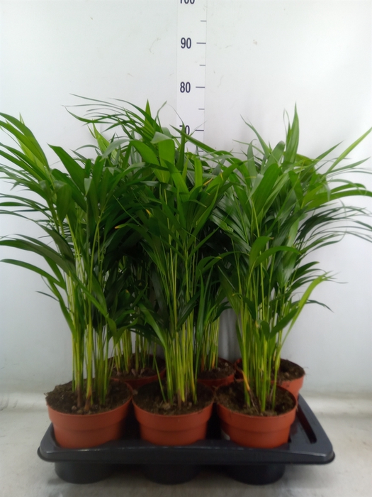 <h4>Dypsis lutescens   ...Chrysalidoca</h4>