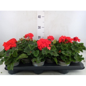 Pelargonium zona. 'ToscaSil Klaas'