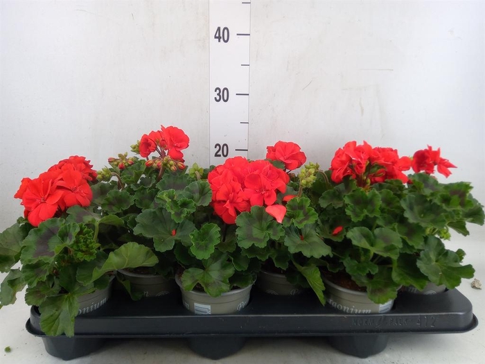<h4>Pelargonium zona. 'ToscaSil Klaas'</h4>