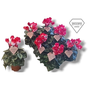 Cyclamen Exclusive® Indiaka Rood / Wit