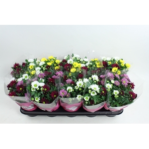 Chrysanthemum Indicum Stream mix Fancy & Fusion