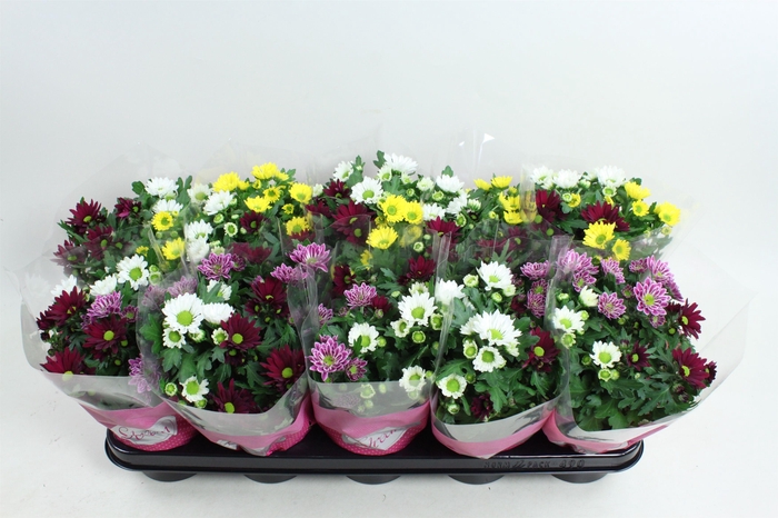<h4>Chrysanthemum Indicum Stream mix Fancy & Fusion</h4>
