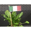 Rumex acetosa