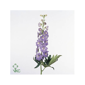DELPH. HYBR. MAGIC FOUNTAIN LAVENDE