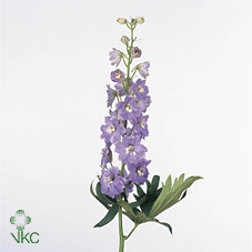 DELPH. HYBR. MAGIC FOUNTAIN LAVENDE