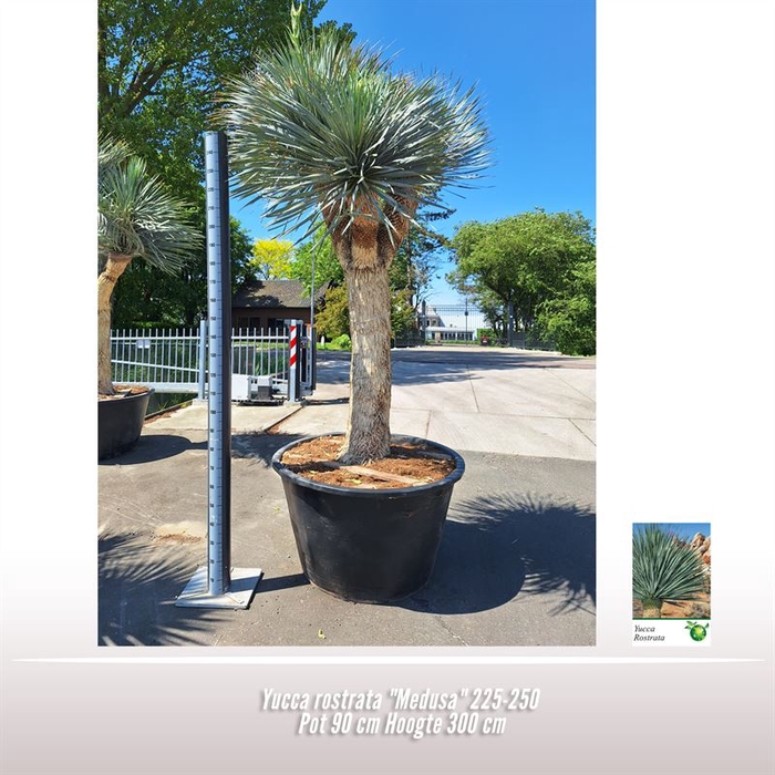 <h4>Yucca rostrata "Medusa"</h4>