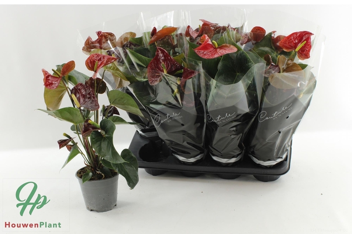 <h4>ANTHU FL TRANQUILLO</h4>