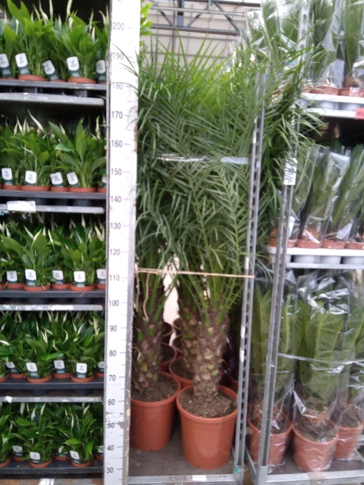 <h4>Phoenix roebelenii</h4>