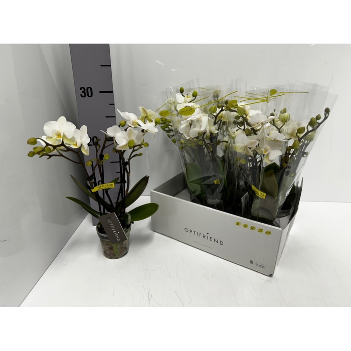 <h4>Phalaenopsis MF white 7Ø 25cm 2st 10fl</h4>