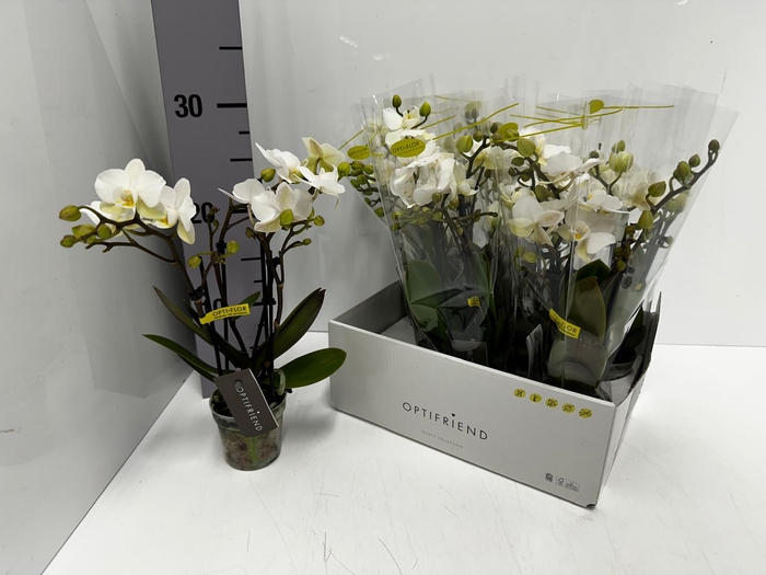 Phalaenopsis MF white 7Ø 25cm 2st 10fl