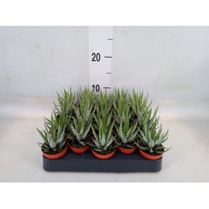 Haworthia fasciata 'Big Band'