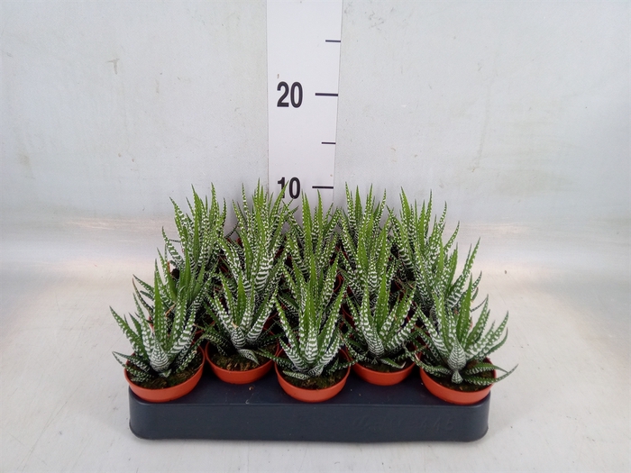 <h4>Haworthia fasciata 'Big Band'</h4>