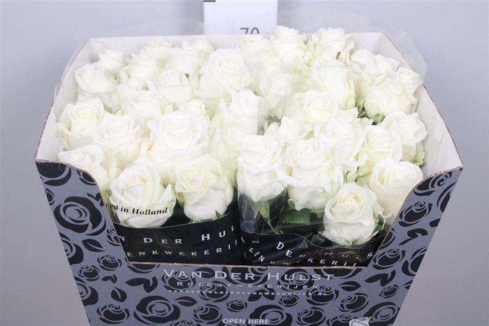 <h4>R Gr Noelia</h4>