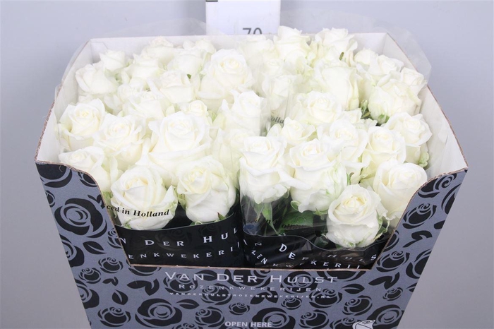 <h4>R Gr Noelia</h4>