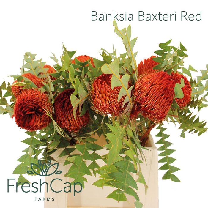 <h4>Banksia Baxteri Red</h4>