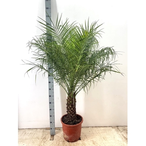 PHOENIX ROEBELENII