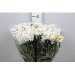 Leuc Vulg Rheinblick