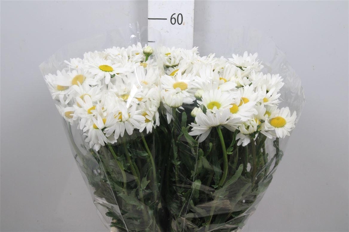 <h4>Leuc Vulg Rheinblick</h4>