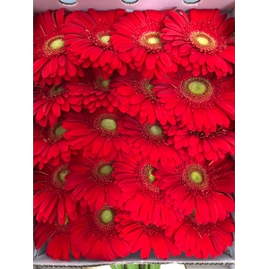 Gerbera Gr Red