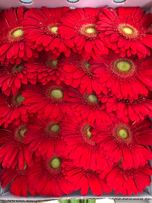 <h4>Gerbera Gr Red</h4>