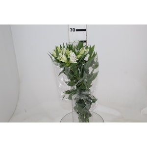 ALSTROEMERIA MISTRAL 080 CM