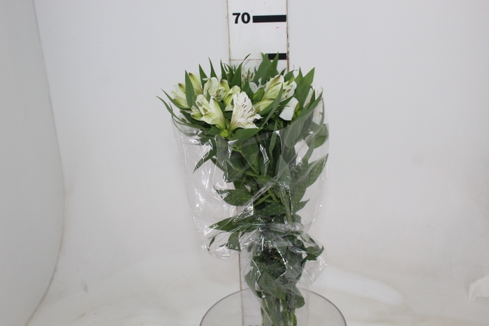 <h4>ALSTROEMERIA MISTRAL 080 CM</h4>