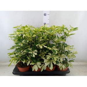 Schefflera arbor. 'Charlotte'
