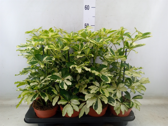 <h4>Schefflera arbor. 'Charlotte'</h4>