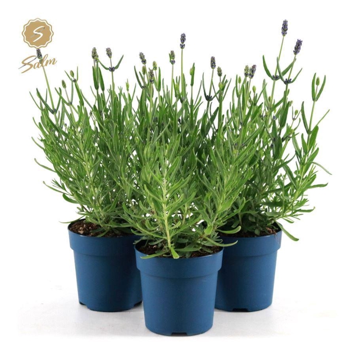 <h4>Lavandula ang. 'Felice'® Collection P10,5</h4>