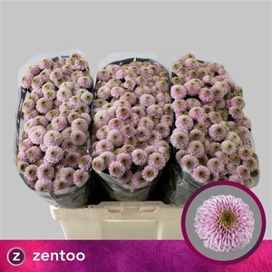 Chr San Doria Pink Zentoo