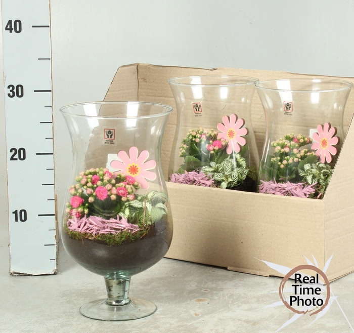 <h4>ARR KAMERPL</h4>