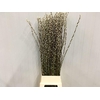 Salix Caprea 'snow Flake' (ch) Fresh!