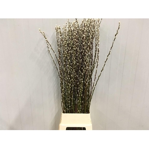 Salix Caprea 'snow Flake' (ch) Fresh!