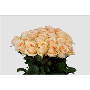 Rosa ec felicity