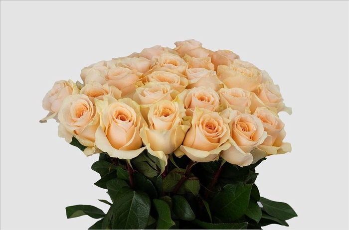 <h4>Rosa ec felicity</h4>