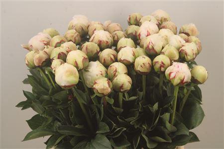 <h4>Paeo L Odile Extra</h4>