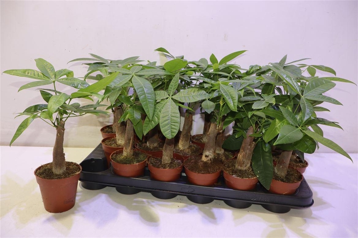 <h4>Pachira Aquatica</h4>