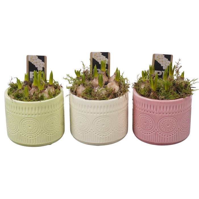 <h4>Arr.  Muscari L%</h4>