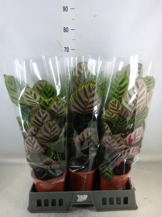 <h4>Calathea makoyana</h4>