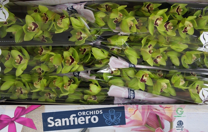 <h4>CYMB T VALLEY BOOP</h4>